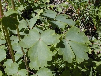 Sallanches (Haute Savoie),talus,lundi 10 mai 2004