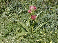 Le christomet (Haute Savoie),alpage,samedi 7 aot 2004