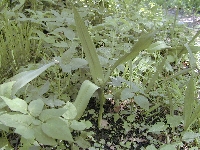 Domancy (Haute Savoie),Bois,mardi 24 mai 2005