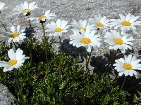 Le Tour (Haute Savoie),rochers,mardi 31 mai 2005