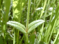 Petit couronne  (Seine Maritime),jardin,dimanche 19 juin 2005