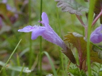 Petit couronne  (Seine Maritime),jardin,samedi 29 avril 2006