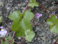 Sallanches (Haute Savoie),mur,mardi 23 mai 2006