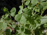 Petit-couronne  (Seine Maritime),jardin,mardi 13 juin 2006