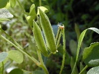 Petit-couronne  (Seine Maritime),jardin,samedi 17 juin 2006