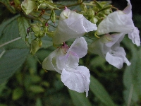 Sallanches (Haute Savoie),bords de lac,mardi 1 aot 2006