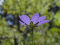 Les Contamines (Haute Savoie),bois,mardi 14 aot 2007