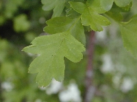 Combloux (Haute Savoie),bois,mercredi 21 mai 2008