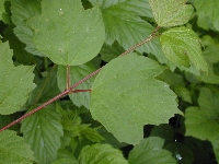 Sallanches (Haute Savoie),bois,dimanche 25 mai 2008