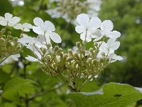 Sallanches (Haute Savoie),bois,dimanche 25 mai 2008