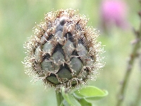 Sallanches (Haute Savoie),talus,dimanche 1 juin 2008