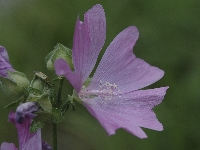 Domancy (Haute Savoie),champ,jeudi 7 aot 2008