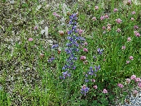 Les Contamines (Haute Savoie),talus,lundi 1 juin 2009