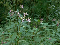 Sallanches (Haute Savoie),bois,samedi 8 aot 2009