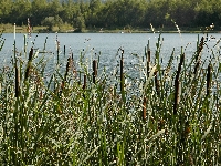 Sallanches (Haute Savoie),lac,vendredi 14 aot 2009