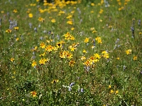 Les saisies  (Savoie),prairie,lundi 19 juillet 2010